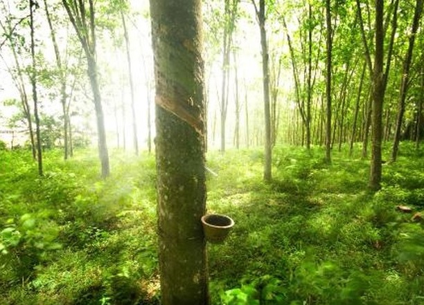 Nhu cầu quốc tế yếu, sản xuất nội địa tăng khiến giá cao su tại Ấn Độ giảm mạnh 